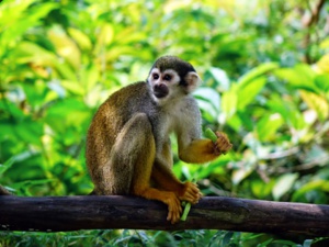 You Purchase from Body Shop & The Rainforests Get Restored
