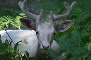 #forestsmatter Gives An Open Invitation For LIVE Twitter Chat