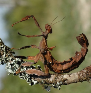 GOJO’s Approach Through Bio-mimicry
