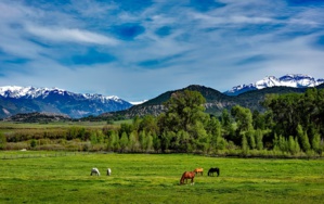 Range Cages To Help ‘Measure Grazing Impact’