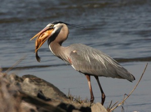 General Motors’ Contribution To ‘Halt Biodiversity Loss’
