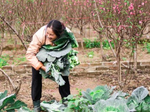 Wholesum Harvest Receives Another Fair Trade Certificate For Arizonian Farm