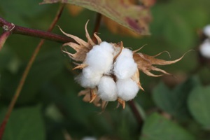 Newly Developed ‘Tracing Method’ Detects The Source Of Cotton, Opening Vistas For Responsible Supply Chains