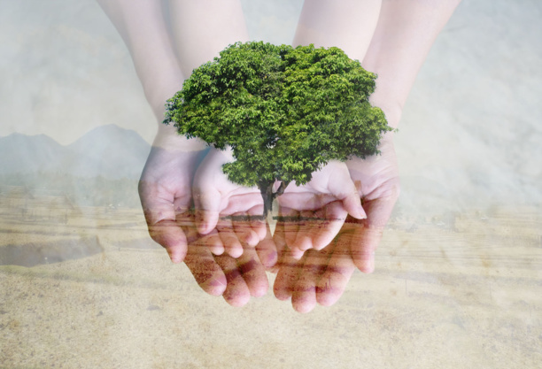 Environmental standards in the book industry: where are we standing?