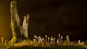 Bacardi’s ‘Bottling Corporation’ Preserves Biodiversity Through Its ‘Daily Operations’