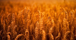 Sustainable Farming Is A Door Way To ‘Low Carbon Economy’
