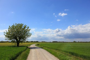 Indian Farmers Will Have A Guide To Help Them Into Selecting Agroforestry Species