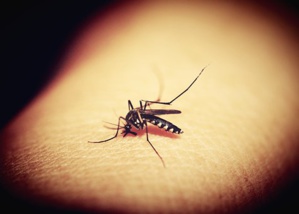 Addressing ‘The Ongoing Need For Insect Repellent’ In The Brazilian Community