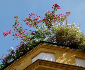 Rooftop Garden Is A Recent Addition To LACC’s Environment Friendly Features