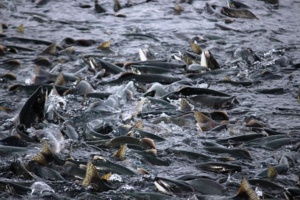 Restoring Juvenile Fish Habitat & Creating A Positive Environmental Impact