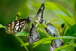 ‘Simple Projects Play A Vital Role In Biodiversity Conservation’