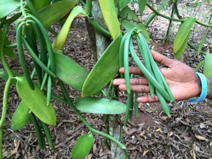 Supply Chain Transparency Reveals The Reason Of ‘Vanilla Boom’ In Madagascar