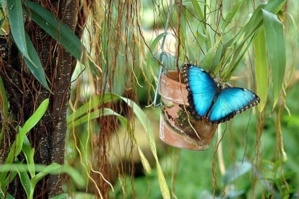 Nature Becomes Inspirational Source To Solve ‘Biggest Problems’ Caused by Climate Change