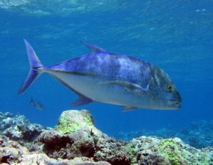 Marina Bay Sands & WWF Partner To Promote Ocean & Seafood Conservation
