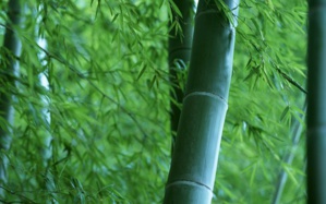 Promoting Bamboo Trees For Soil Restoration In Kenya