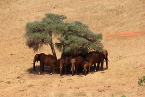 Kenya’s Lesson On Land Restoration 2030 Commitment