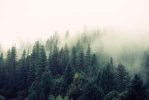 Nestlé Finds Its ‘Agricultural Commodities’ ‘Deforestation-Free’