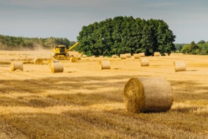 Replacing ‘Certified Fresh Wood Fiber With Renewable Wheat Straw’