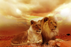Protecting Lion Means Protecting The ‘Entire Circle Of Life’ Protecting Lion Means Protecting The ‘Entire Circle Of Life’