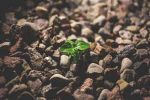 Reclaiming The Greenery In Horqin Desert