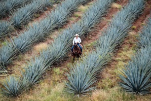 Sustainable Approach To Tequila Production