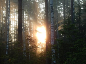 Hallmark Receives The ‘Highest Score’ For Its Sustainable Forest Trades