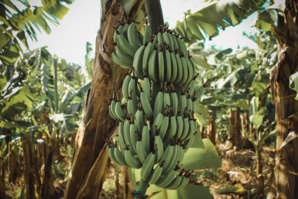 Incorporating Sustainable Integrated Management In World’s ‘Largest’ Banana Export Chain Incorporating Sustainable Integrated Management In World’s ‘Largest’ Banana Export Chain