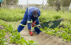 Going Beyond The Traditional Food Distribution Practice