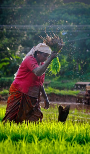eKutir’s Blooom e-Platform Supports Smallholder Farmers