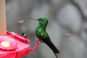 Mexico Builds Urban Gardens To Prevent Hummingbirds Extinction Mexico Builds Urban Gardens To Prevent Hummingbirds Extinction