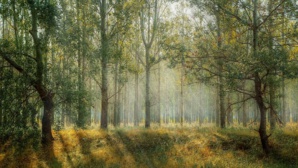 Reflecting On A Profound Experience Of A Forest Stewardship