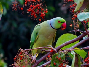 Facilitating The Return Of Native Birds Into The Indonesian Forests