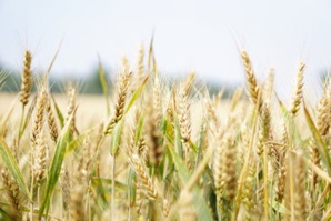 AB InBev Invests In Agro-Tech