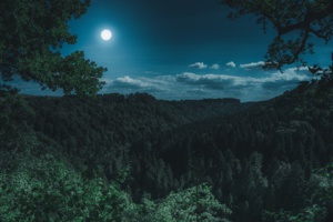 ‘Forests Play A Key Role In A Global Solution’