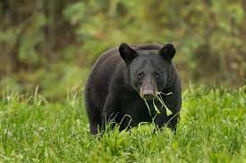 NFWF and International Paper award $2.6M for restoring natural habitat for Louisiana black bear