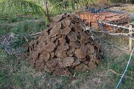 Cow Dung powers Ontario’s waste collection truck