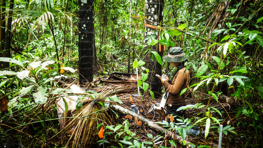 WWF’s Living Planet Report 2022 shows staggering loss of wildlife in Latin America and the Caribbean