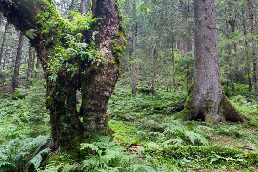 More trees in the US now than century ago: Georgia Pacific