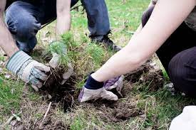 The smooth efficiency of natural solutions: Dr Andrew MacDougall