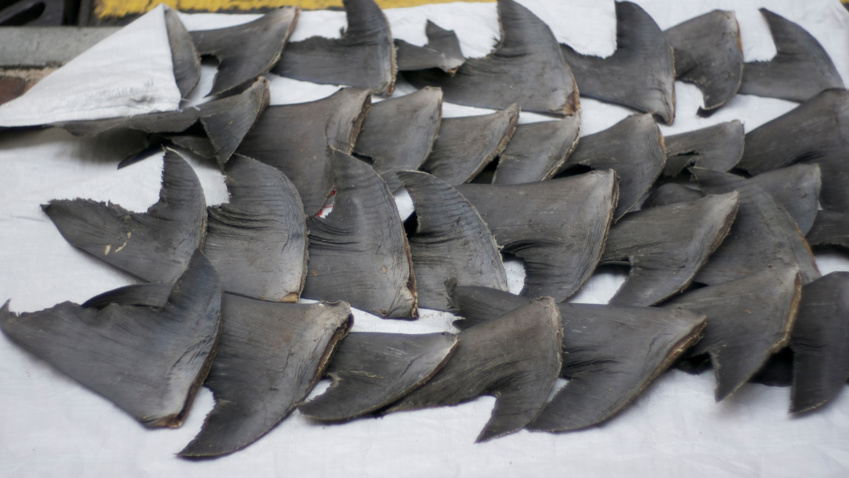 Illegal shark-finning practices must stop: Sea Change Radio