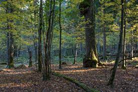 Arbor Day Foundation honors Constantino Aucca Chutas with UN Champion of the Earth title