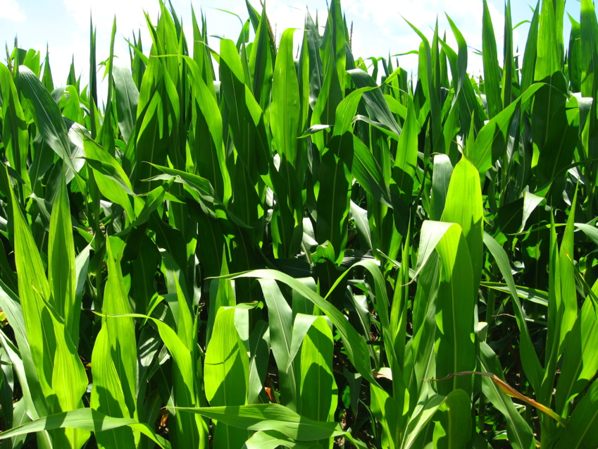 Bayer and Kimitec partner to develop and commercialize biological crop protection solutions
