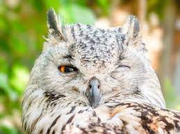 Suncor's Wildlife Monitoring Program demonstrates incredible diversity Suncor's Wildlife Monitoring Program demonstrates incredible diversity