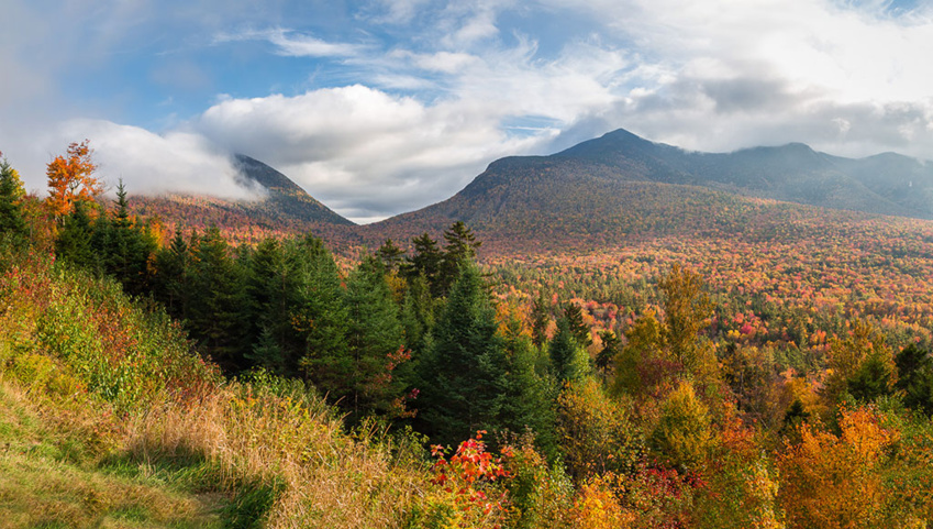 Meet the New Members of American Forest Foundation's Board of Trustees