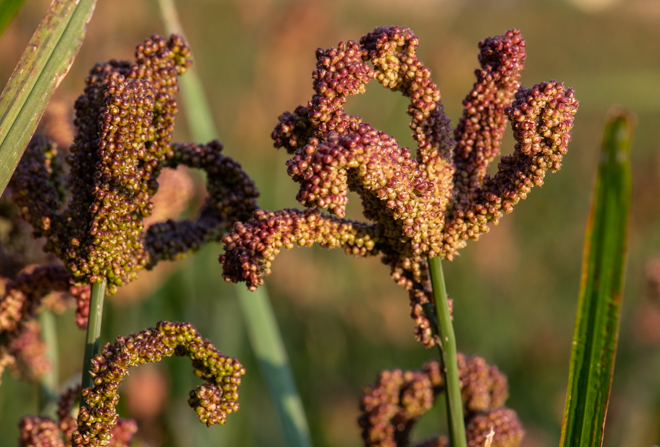 Lenovo’s smarter technology is transforming millet farming in India’s Kanthalloor