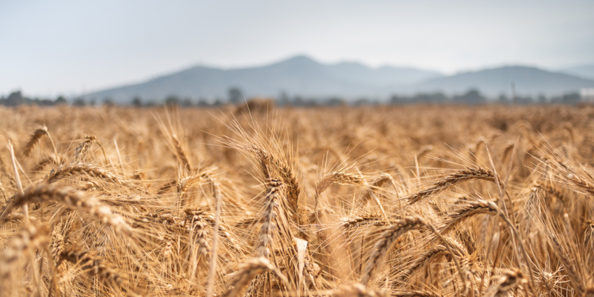 Climate Commitments Hub: Benchmarking and Enhancing Climate Performance in Agriculture