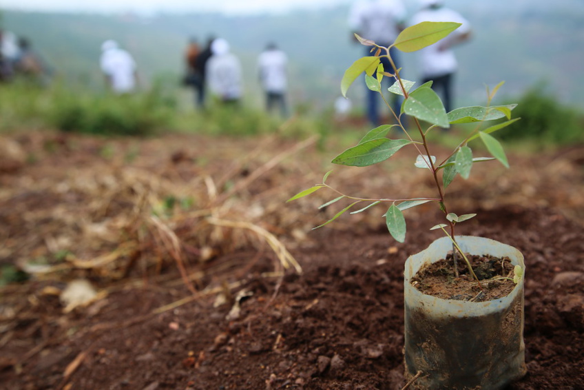 Mary Kay's 60th Anniversary Reforestation Initiative with Arbor Day Foundation