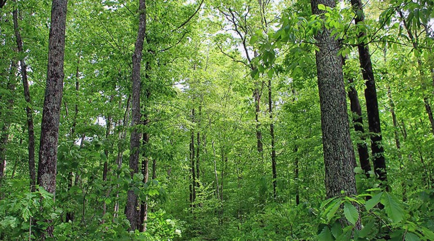 Forest Positive Coalition: Global Giants Unite for Sustainable Commodity Production Forest Positive Coalition: Global Giants Unite for Sustainable Commodity Production