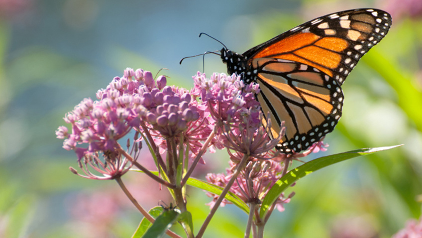 Conservation Efforts at Duke Energy: Protecting Pollinators and Enhancing Habitats