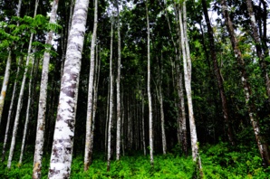 Apple’s forests growing initiative in China